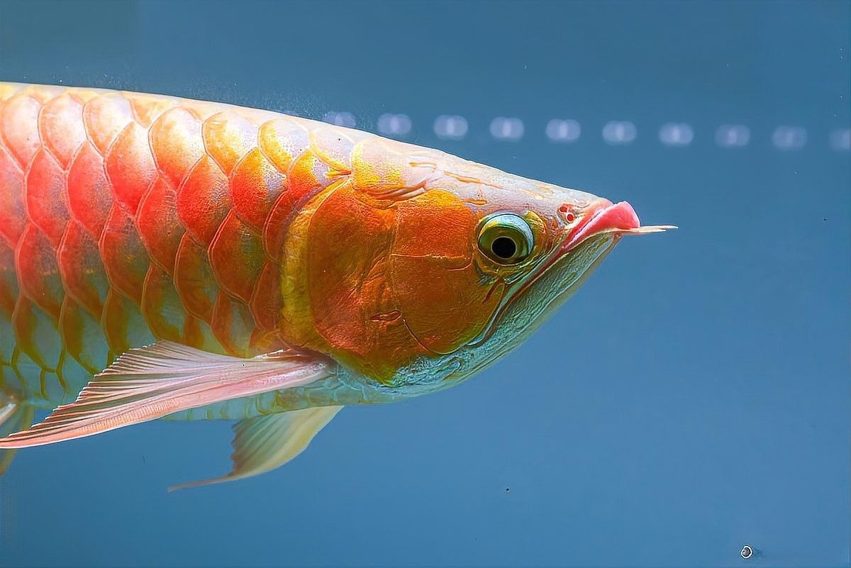 如何區(qū)分澳洲金龍魚的雌雄（如何區(qū)分金龍魚的雌雄）