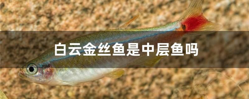 雷龍魚吃小魚嗎（雷龍魚吃活魚嗎）（雷龍魚會吃小魚嗎？）