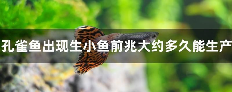雷龍魚吃小魚嗎（雷龍魚吃活魚嗎）（雷龍魚會吃小魚嗎？）