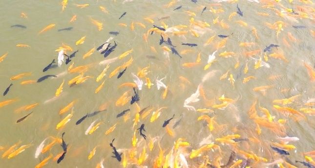 廈門龍魚養殖基地哪家最好