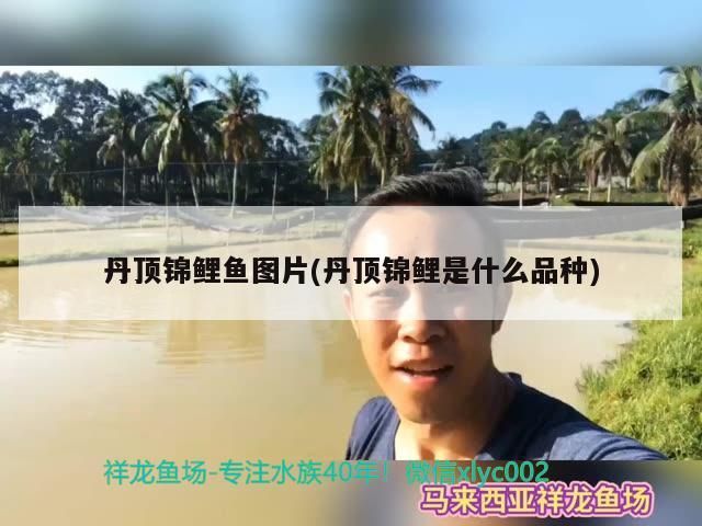 丹頂錦鯉魚圖片(丹頂錦鯉是什么品種)（丹頂錦鯉魚如何挑選丹頂錦鯉魚，如何挑選丹頂錦鯉）