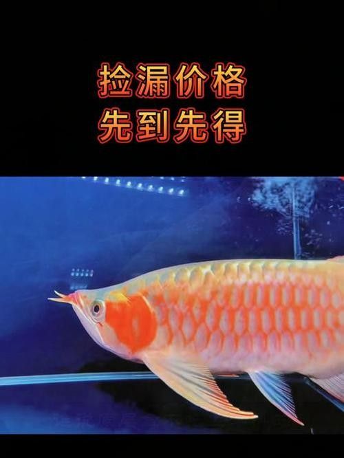 許昌哪個水族館龍魚好？祥龍魚場龍魚（河南省許昌市祥龍魚場） 許昌哪個水族館龍魚好？祥龍魚場龍魚（河南省許昌市祥龍魚場） 龍魚百科 第5張