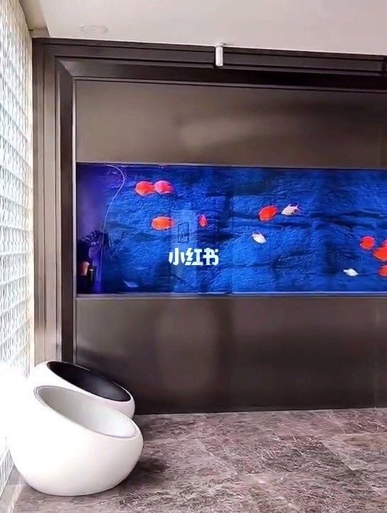 許昌哪個水族館龍魚好？祥龍魚場龍魚（河南省許昌市祥龍魚場） 許昌哪個水族館龍魚好？祥龍魚場龍魚（河南省許昌市祥龍魚場） 龍魚百科 第11張