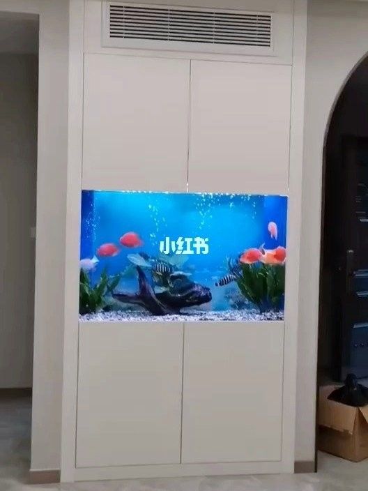 許昌哪個水族館龍魚好？祥龍魚場龍魚（河南省許昌市祥龍魚場） 許昌哪個水族館龍魚好？祥龍魚場龍魚（河南省許昌市祥龍魚場） 龍魚百科 第8張