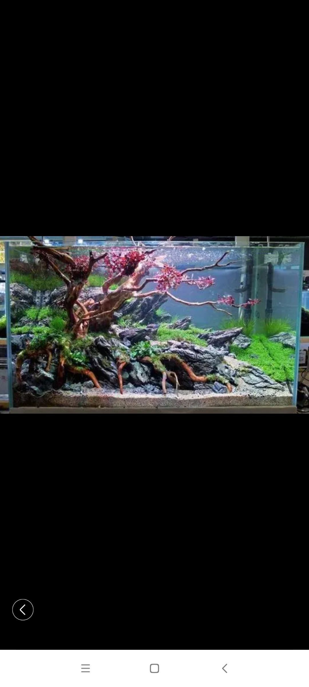 許昌哪個水族館龍魚好？祥龍魚場龍魚（河南省許昌市祥龍魚場） 許昌哪個水族館龍魚好？祥龍魚場龍魚（河南省許昌市祥龍魚場） 龍魚百科 第13張
