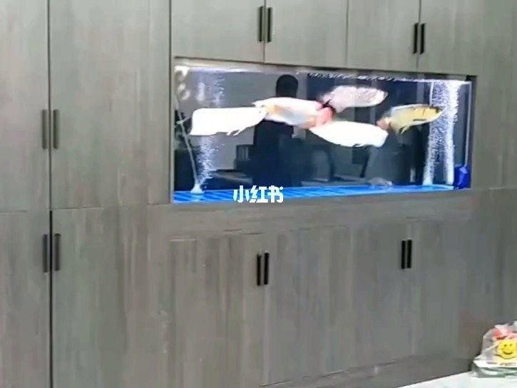 許昌哪個水族館龍魚好？祥龍魚場龍魚（河南省許昌市祥龍魚場） 許昌哪個水族館龍魚好？祥龍魚場龍魚（河南省許昌市祥龍魚場） 龍魚百科 第12張