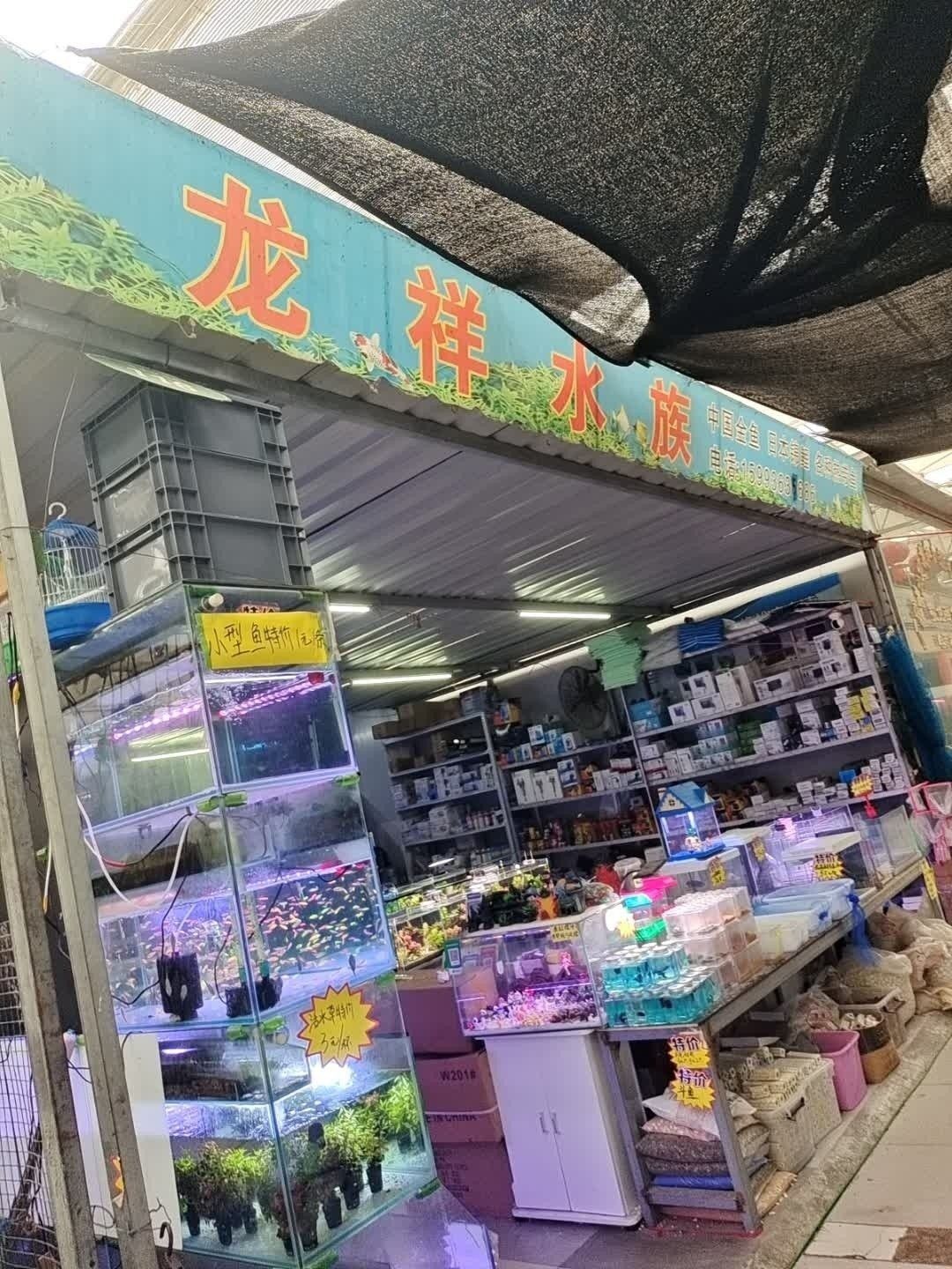 許昌哪個水族館龍魚好？祥龍魚場龍魚（河南省許昌市祥龍魚場） 許昌哪個水族館龍魚好？祥龍魚場龍魚（河南省許昌市祥龍魚場） 龍魚百科 第14張