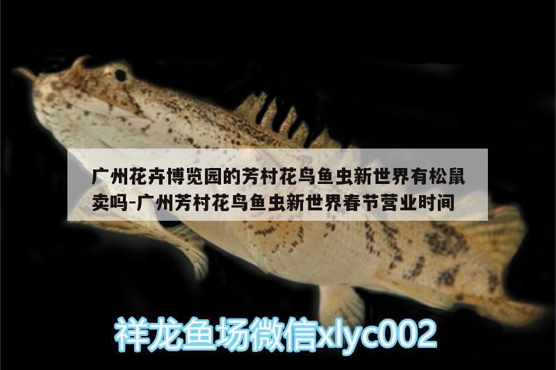 廣州花卉博覽園的芳村花鳥魚蟲新世界有松鼠賣嗎:廣州芳村花鳥魚蟲新世界春節營業時間（廣州花卉博覽園的芳村花鳥魚蟲新世界有松鼠賣嗎）