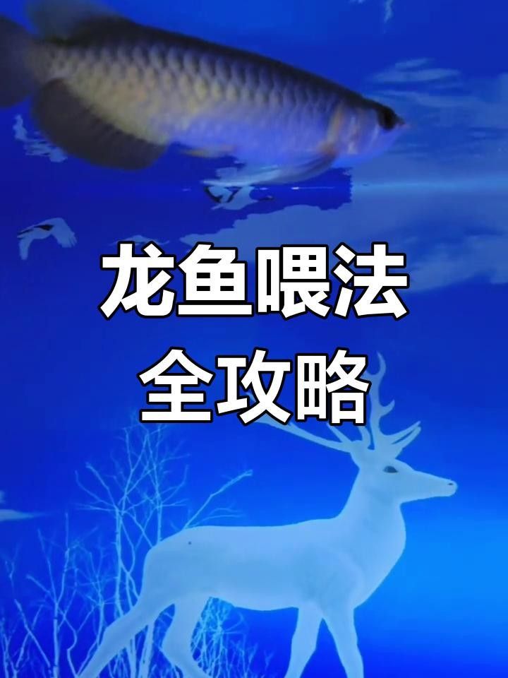 龍魚吃泥鰍好還是蝦好（龍魚吃泥鰍還是蝦好）
