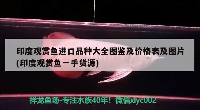 印度觀賞魚進口品種大全圖鑒及價格表及圖片(印度觀賞魚一手貨源)