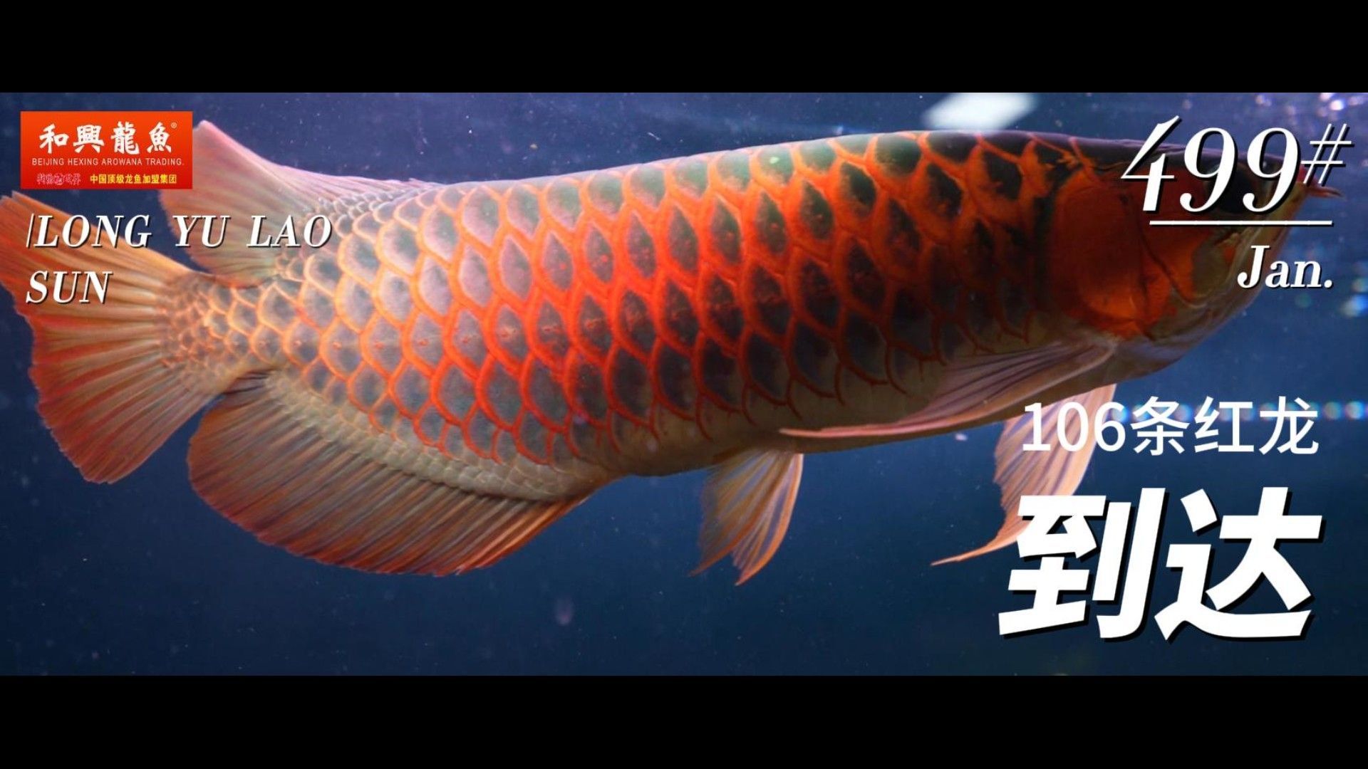和興龍魚的主要產品有哪些（和興龍魚的水族器材有哪些特點和特點）