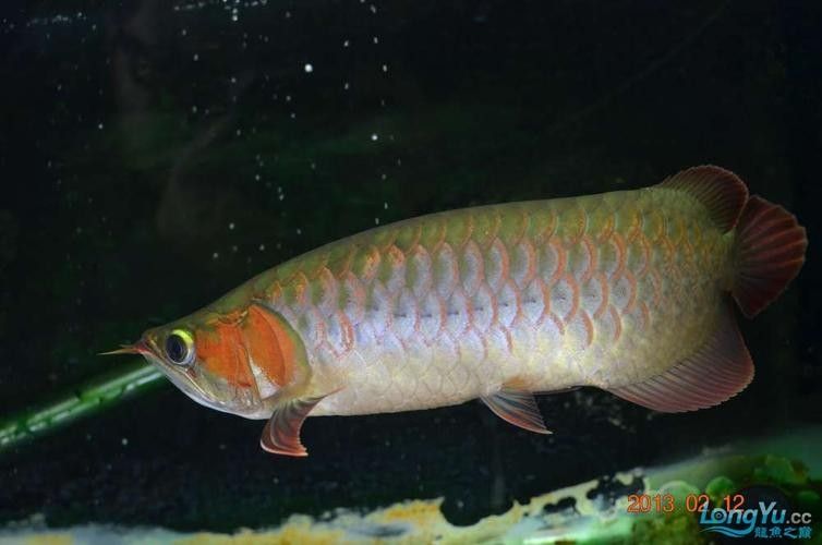 和興龍魚的主要產品有哪些（和興龍魚的水族器材有哪些特點和特點）