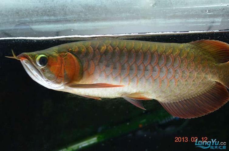 和興龍魚的主要產品有哪些（和興龍魚的水族器材有哪些特點和特點）