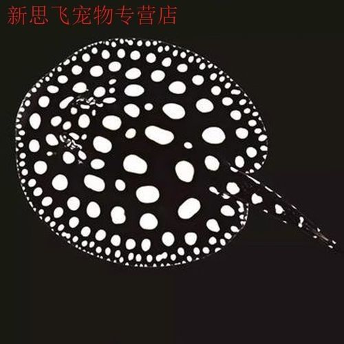 純血皇冠黑白魟魚品牌介紹（純血皇冠黑白魟魚）