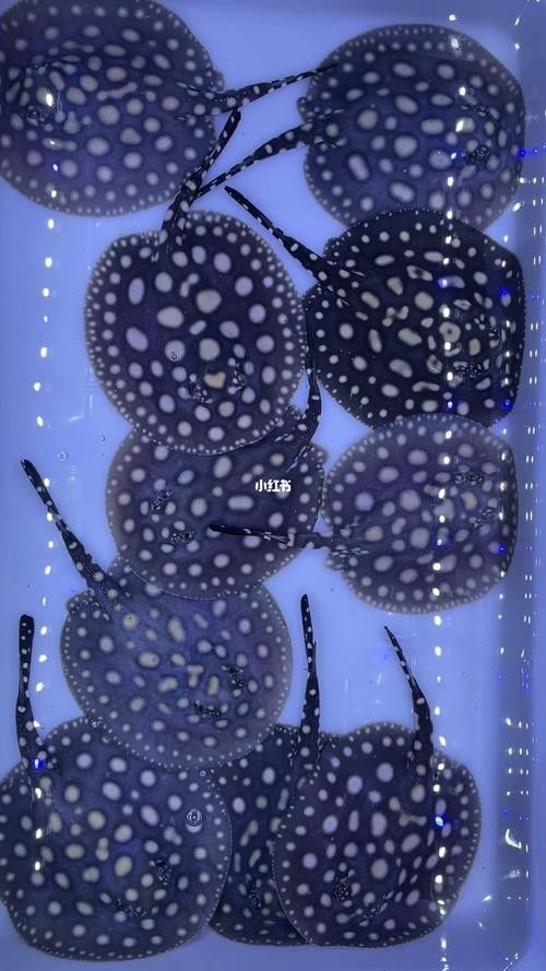 純血皇冠黑白魟魚品牌介紹（純血皇冠黑白魟魚）