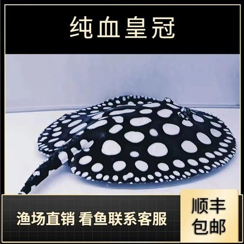 純血皇冠黑白魟魚品牌介紹（純血皇冠黑白魟魚）