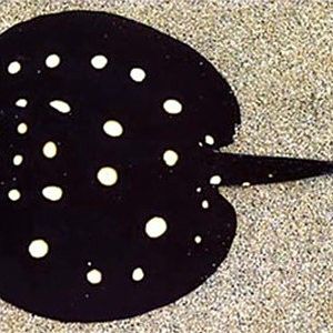 純血皇冠黑白魟魚品牌介紹（純血皇冠黑白魟魚）