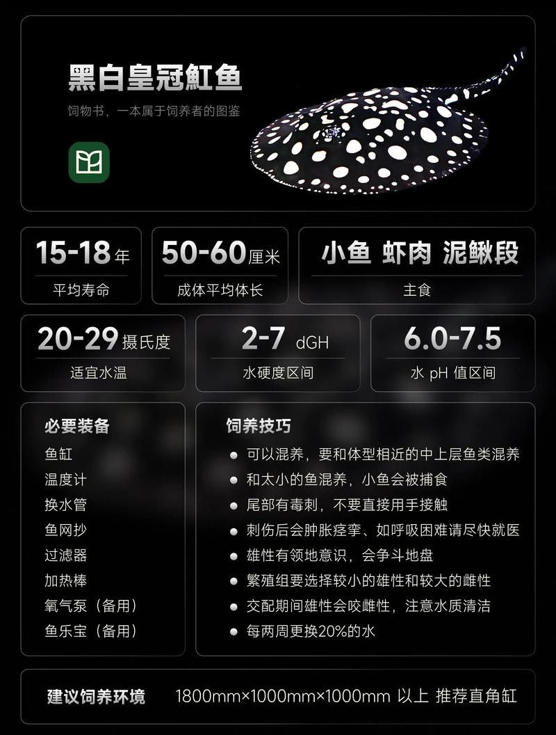 純血皇冠黑白魟魚品牌介紹（純血皇冠黑白魟魚）