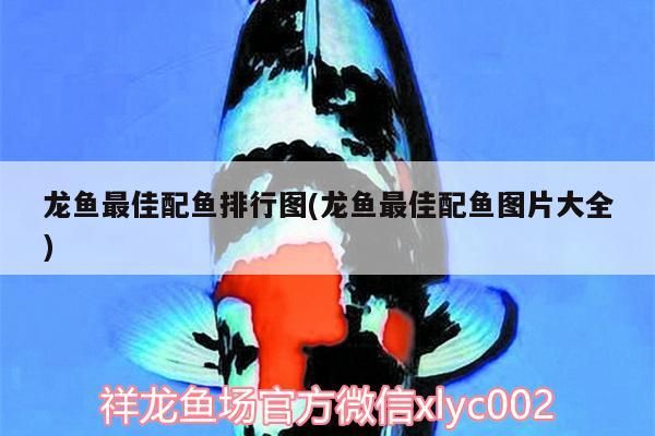龍魚最佳配魚排行圖(龍魚最佳配魚圖片大全)