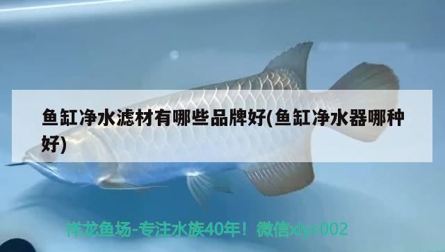 魚缸凈水濾材有哪些品牌好(魚缸凈水器哪種好)（魚缸凈水濾材有哪些品牌）