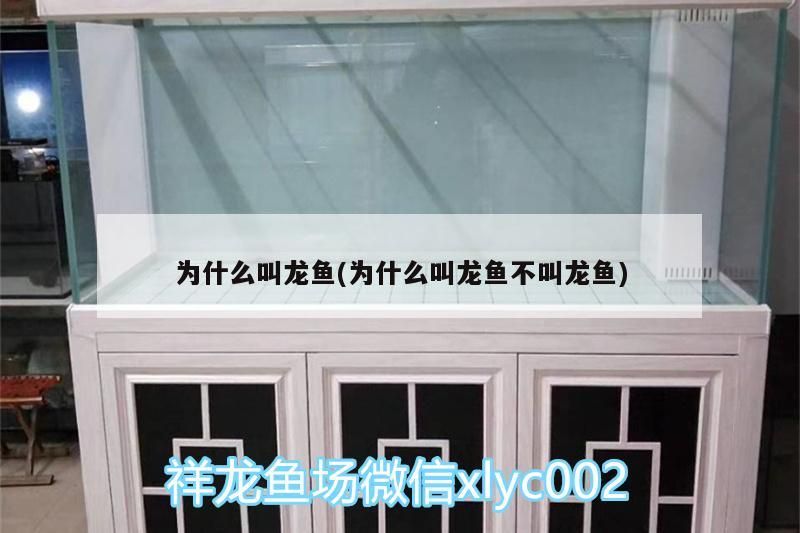 銀龍魚 為什么叫龍魚(為什么叫龍魚不叫龍魚)(為什么叫龍魚) 觀賞魚百科 為什么叫龍魚(為什么叫龍魚不叫龍魚)(為什么叫龍魚) 為什么叫龍魚(為什么叫龍魚不叫龍魚)(為什么叫龍魚) 觀賞魚百科