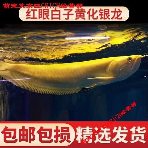 白子紅龍的市場價格是多少？（白子紅龍的市場價格） 白子紅龍的市場價格是多少？（白子紅龍的市場價格） 龍魚百科 第1張