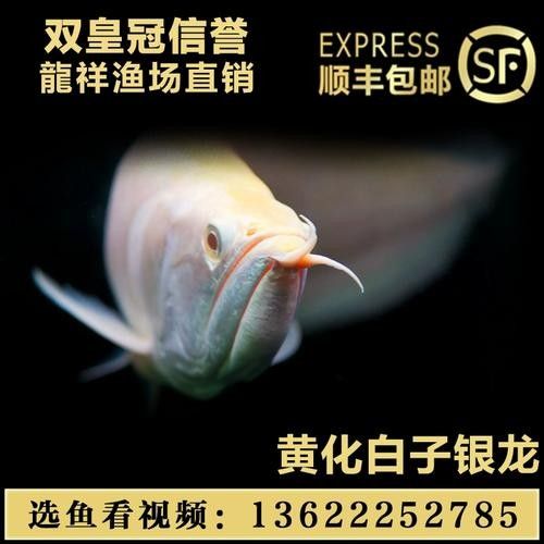 白子紅龍的市場價格是多少？（白子紅龍的市場價格） 白子紅龍的市場價格是多少？（白子紅龍的市場價格） 龍魚百科 第6張