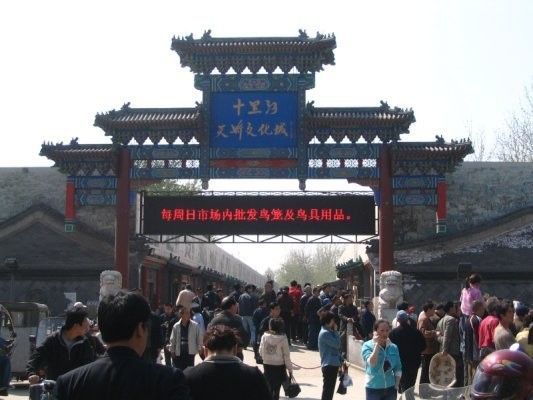 如何聯系當地大型水族市場（北京地區主要水族市場的聯系方式）