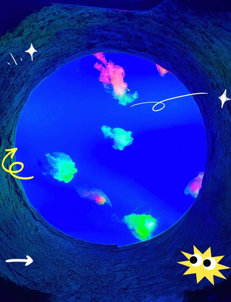 如何聯系當地大型水族市場（北京地區主要水族市場的聯系方式）