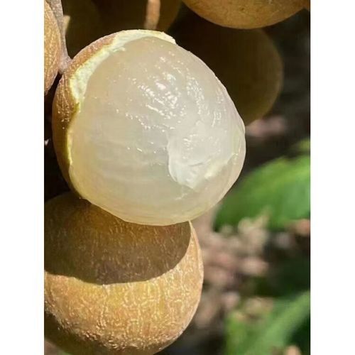 佳木斯金龍魚（佳木斯金龍魚品牌在京東平臺部分熱銷商品）