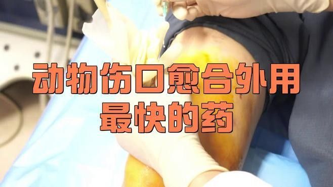 哪種藥物對龍魚外傷最有效