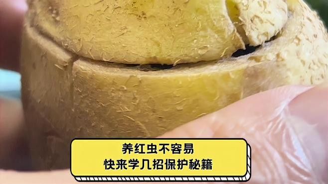 紅蟲保存期間如何保持清潔（如何保持紅蟲的清潔？）