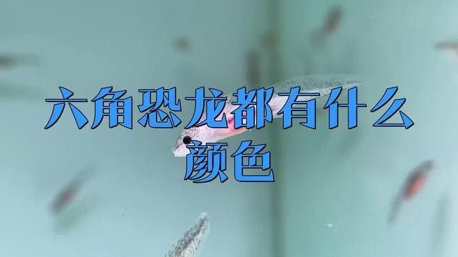 如何判斷龍魚鱗片是否感染了：龍魚鱗片感染的識別與處理