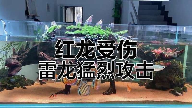 哪種混養伙伴與紅龍魚最和諧？（紅龍魚混養指南:紅龍魚和什么魚混養好7種方法幫你）