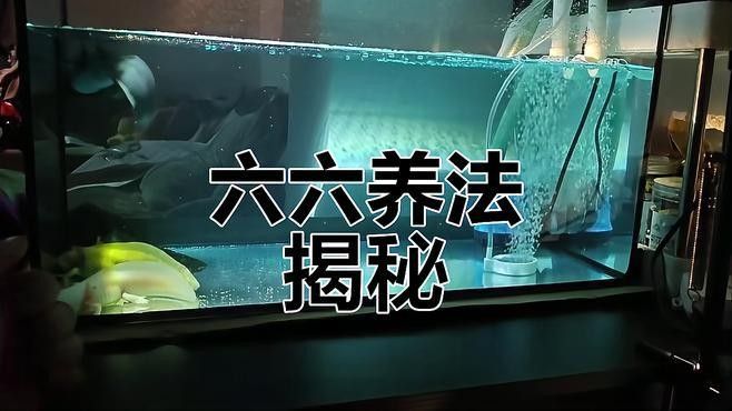 六角龍需要多大的活動(dòng)空間（六角龍的活動(dòng)空間需要多大的活動(dòng)空間需要考慮多大的活動(dòng)空間）