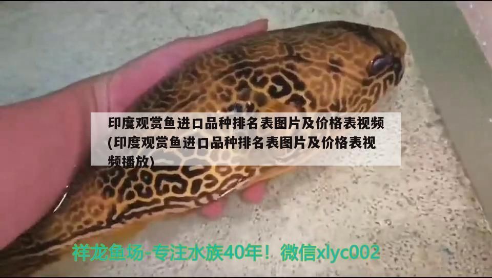 印度觀賞魚進口品種排名表圖片及價格表視頻(印度觀賞魚進口品種排名表圖片及價格表視頻播放)（印度觀賞魚進口品種排名表）
