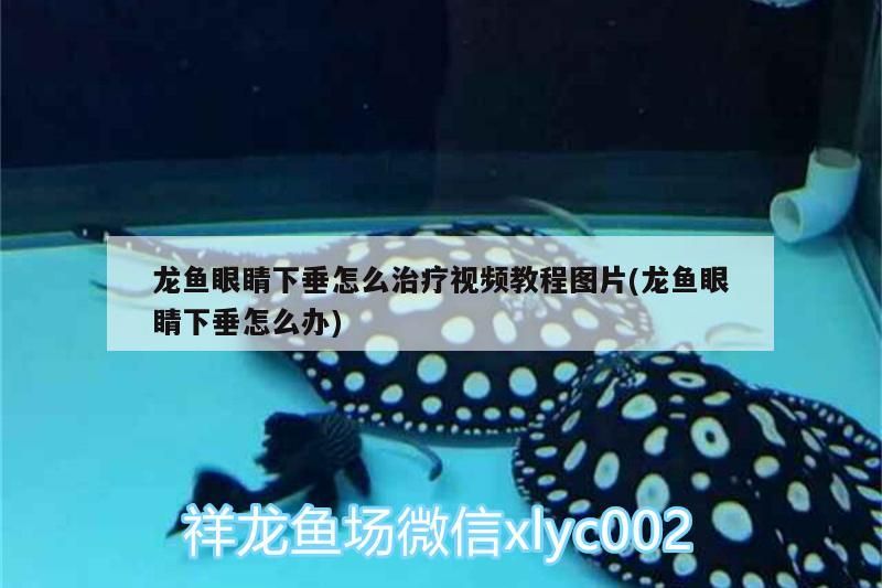 龍魚眼睛下垂怎么治療視頻教程圖片(龍魚眼睛下垂怎么辦)（龍魚眼睛下垂怎么辦）