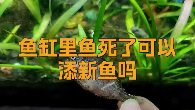 如何判斷魚缸是否適合再添一條魚（魚缸是否適合再添一條魚）