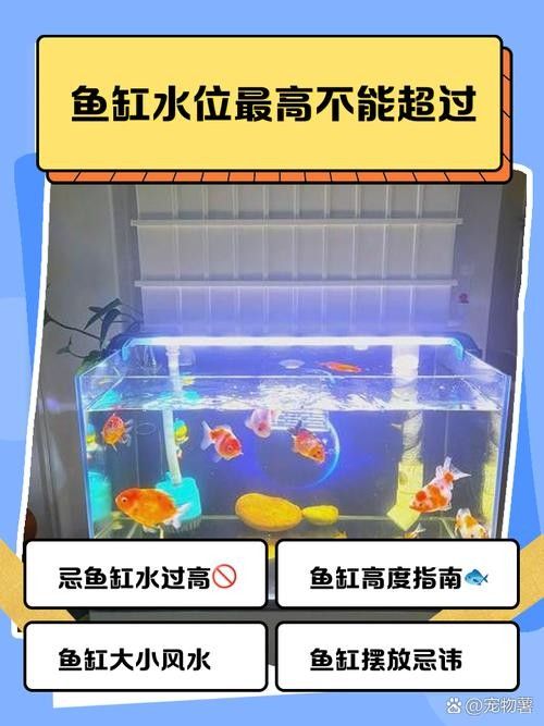如何判斷魚缸是否適合再添一條魚（魚缸是否適合再添一條魚）