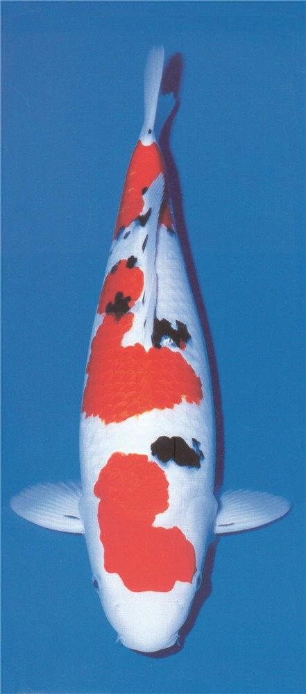 杭州龍魚養殖基地哪家口碑最好？（杭州龍魚養殖基地哪家好） 杭州龍魚養殖基地哪家口碑最好？（杭州龍魚養殖基地哪家好） 龍魚百科 第10張