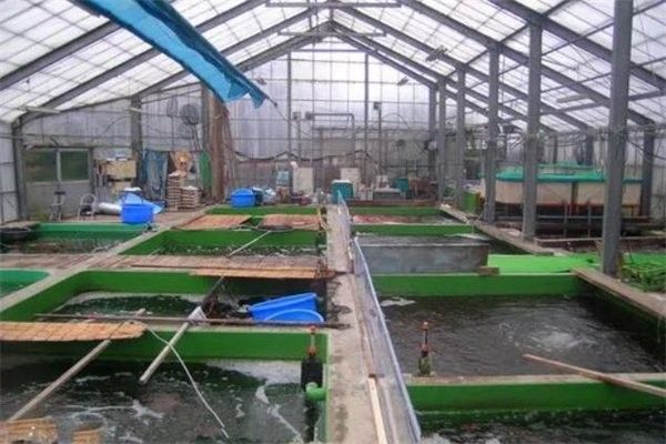 杭州龍魚養殖基地哪家口碑最好？（杭州龍魚養殖基地哪家好） 杭州龍魚養殖基地哪家口碑最好？（杭州龍魚養殖基地哪家好） 龍魚百科 第11張