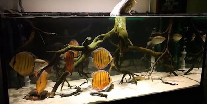 龍魚趴在缸底上是怎么回事啊（龍魚趴在缸底上是怎么回事啊視頻）（龍魚為什么趴在缸底上）