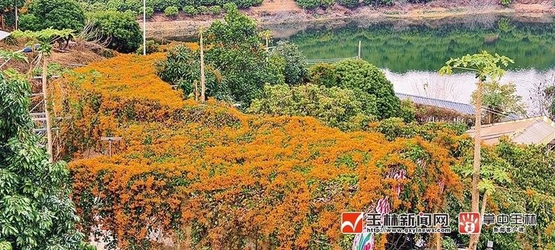 北流龍安小漁村（廣西北流龍安小漁村）