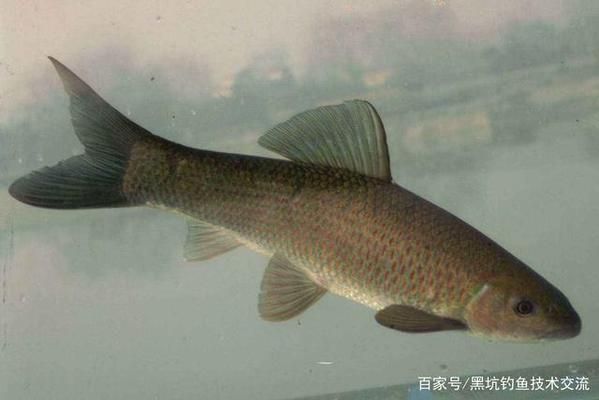 青龍魚飼料選擇與搭配技巧，青龍魚不同季節飼料選擇,青龍魚飼料中添加維諾效果