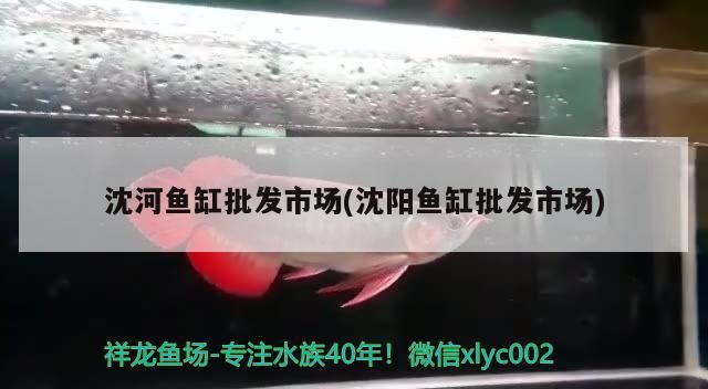 沈河魚缸批發市場(沈陽魚缸批發市場)（沈河魚缸批發市場、花鳥魚蟲市場、花鳥魚蟲市場地址） 沈河魚缸批發市場(沈陽魚缸批發市場)（沈河魚缸批發市場、花鳥魚蟲市場、花鳥魚蟲市場地址） 觀賞魚百科