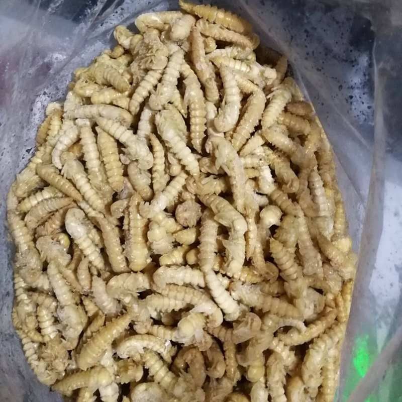 大麥蟲多久化成蛹（大麥蟲從幼蟲到化蛹的蛻變之旅）