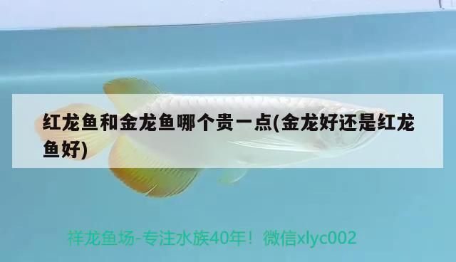 龍魚 魚缸用氧氣嗎 魚缸用氧氣嗎怎么用(魚缸養魚一定要一直打氧嗎) 觀賞魚百科 魚缸用氧氣嗎 魚缸用氧氣嗎怎么用(魚缸養魚一定要一直打氧嗎) 魚缸用氧氣嗎 魚缸用氧氣嗎怎么用(魚缸養魚一定要一直打氧嗎) 觀賞魚百科