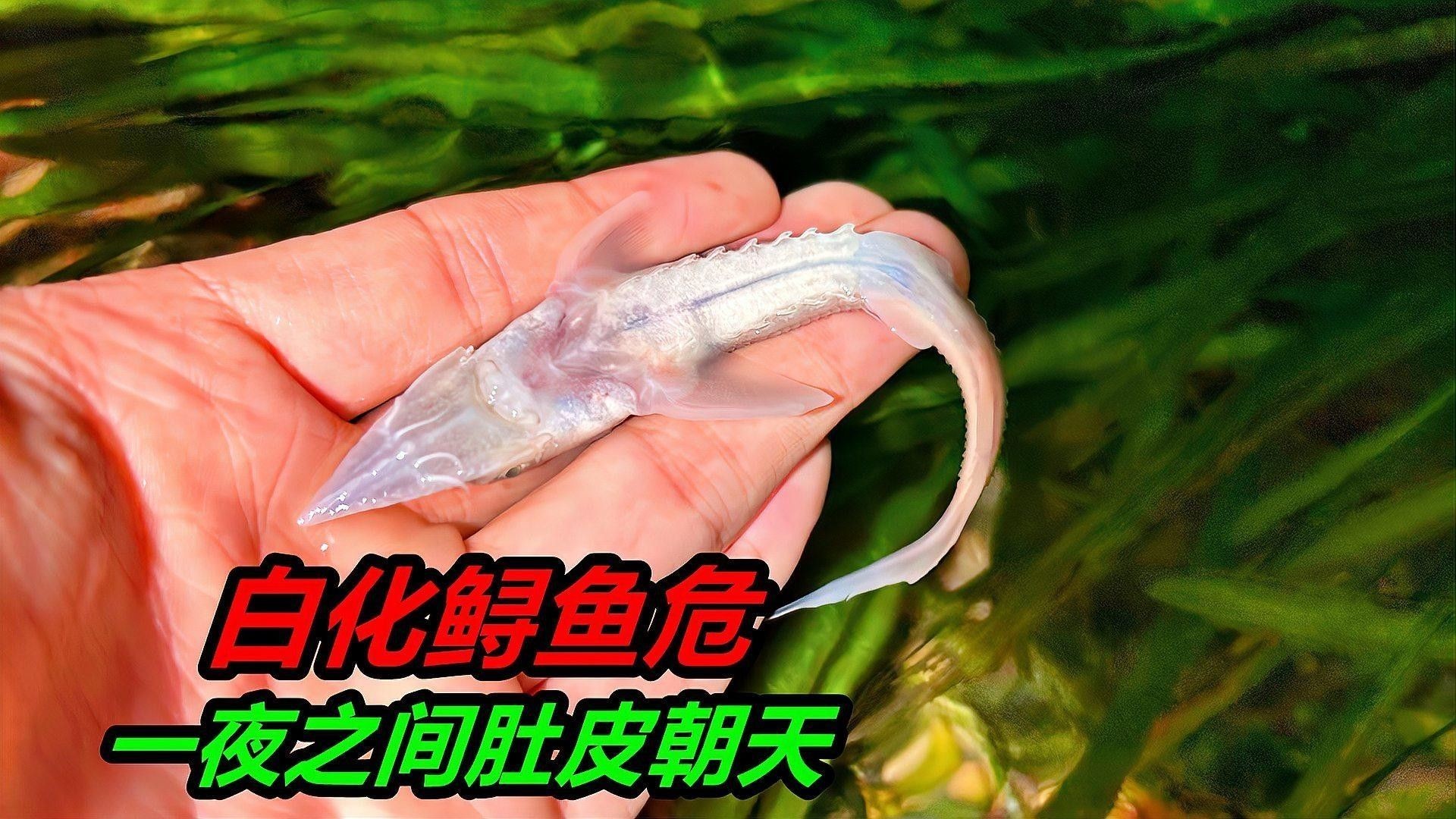 白化恐龍魚繁殖有風險嗎？（化恐龍魚，一種罕見且獨特的魚類）