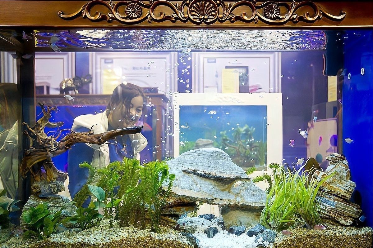 白化恐龍魚繁殖有風險嗎？（化恐龍魚，一種罕見且獨特的魚類）