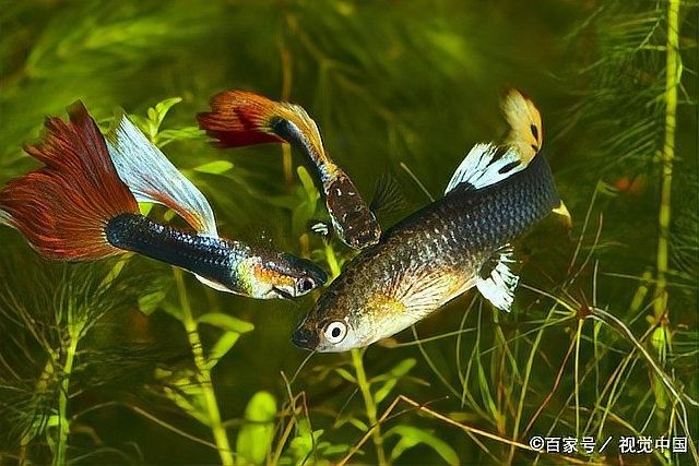 白化恐龍魚繁殖有風險嗎？（化恐龍魚，一種罕見且獨特的魚類）
